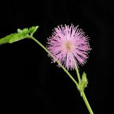 1280px-Mimosa_pudica_(Mimose)